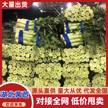 【实力臻选】湖北莴苣/荆州莴苣/对接全网商超/一件批发价