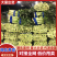 【实力臻选】湖北莴苣/荆州莴苣/对接全网商超/一件批发价