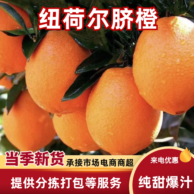 脐橙纽荷尔脐橙橙子产地直销量大从优可视频看货对接全国