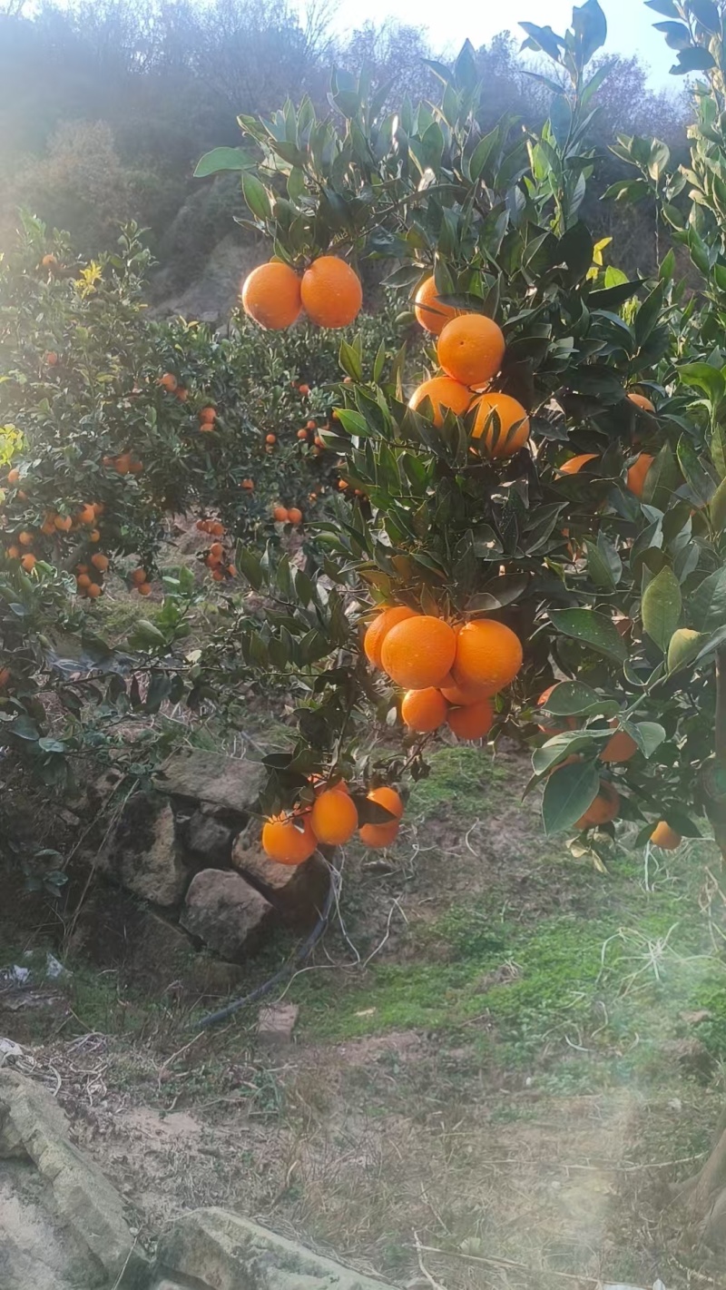 脐橙纽荷尔脐橙橙子产地直销量大从优可视频看货对接全国