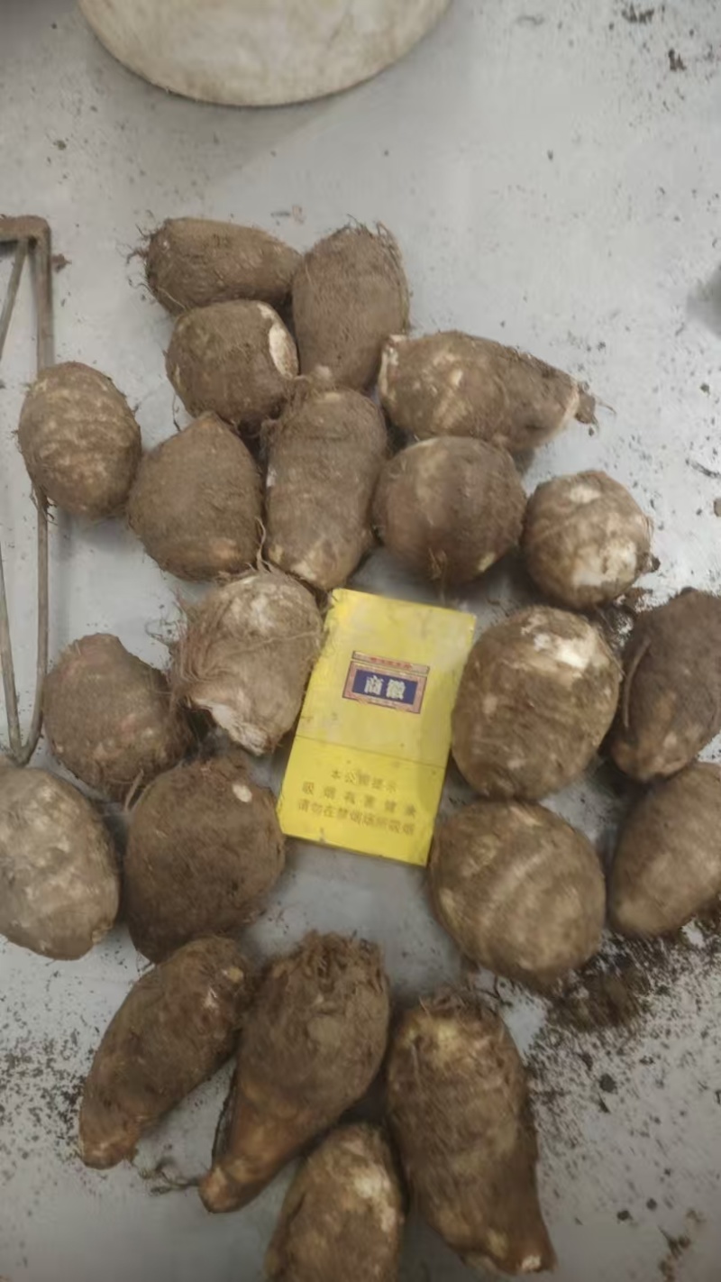 芋头毛芋头莒县芋头产地直发保质保量量大优惠