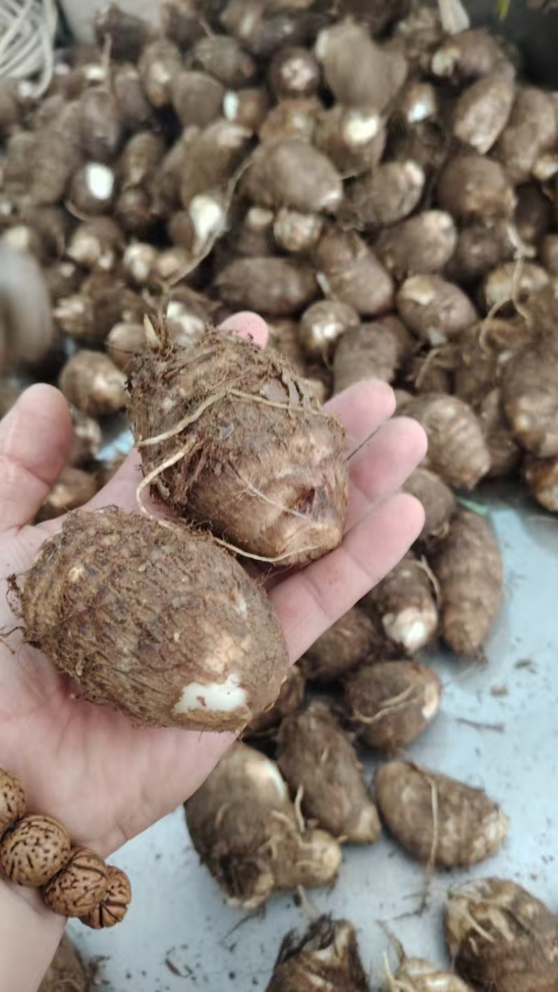 芋头毛芋头莒县芋头产地直发保质保量量大优惠