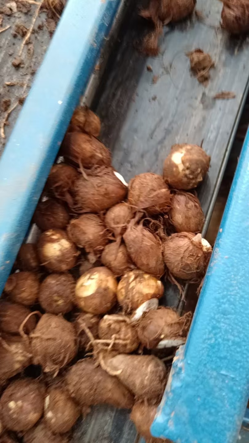 芋头毛芋头莒县芋头产地直发保质保量量大优惠