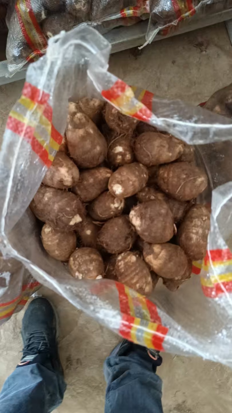 芋头毛芋头莒县芋头产地直发保质保量量大优惠