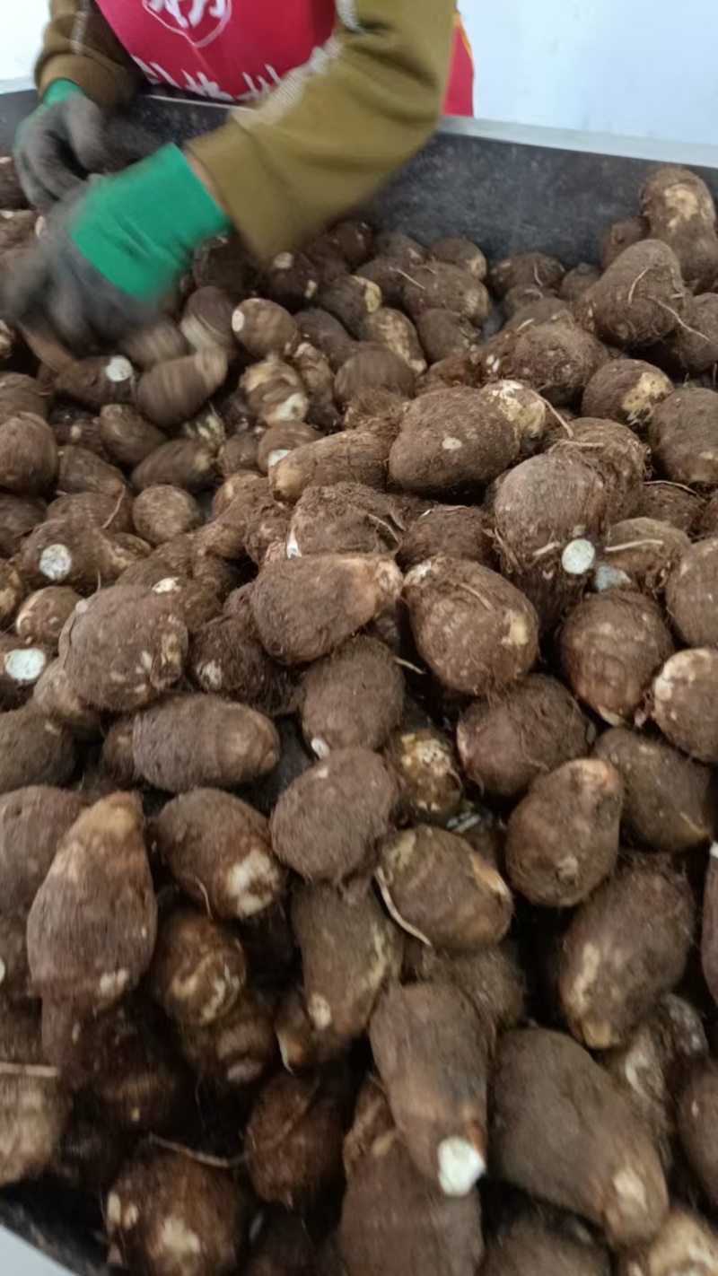 芋头毛芋头莒县芋头产地直发保质保量量大优惠