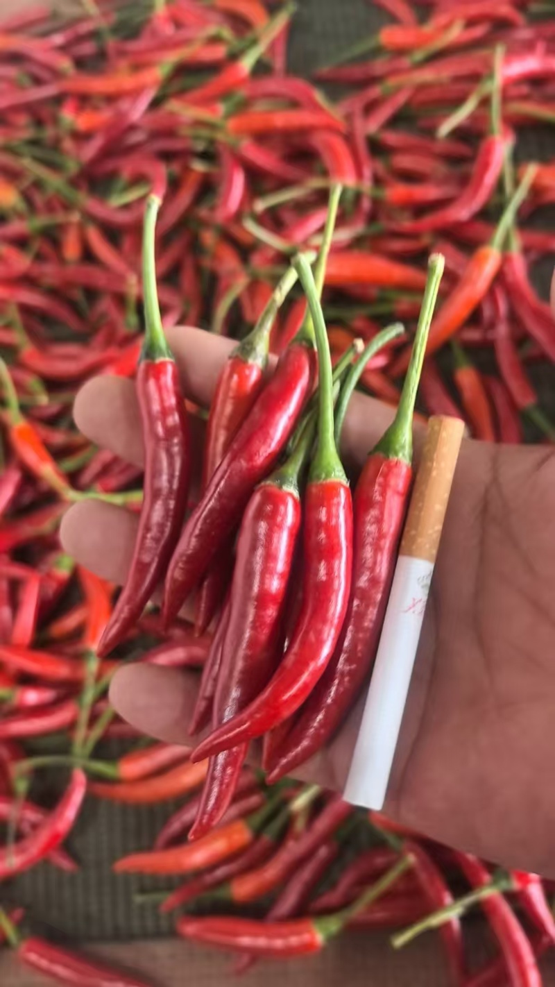 【实力】小米椒大量有货质量保障产地直发一手货源