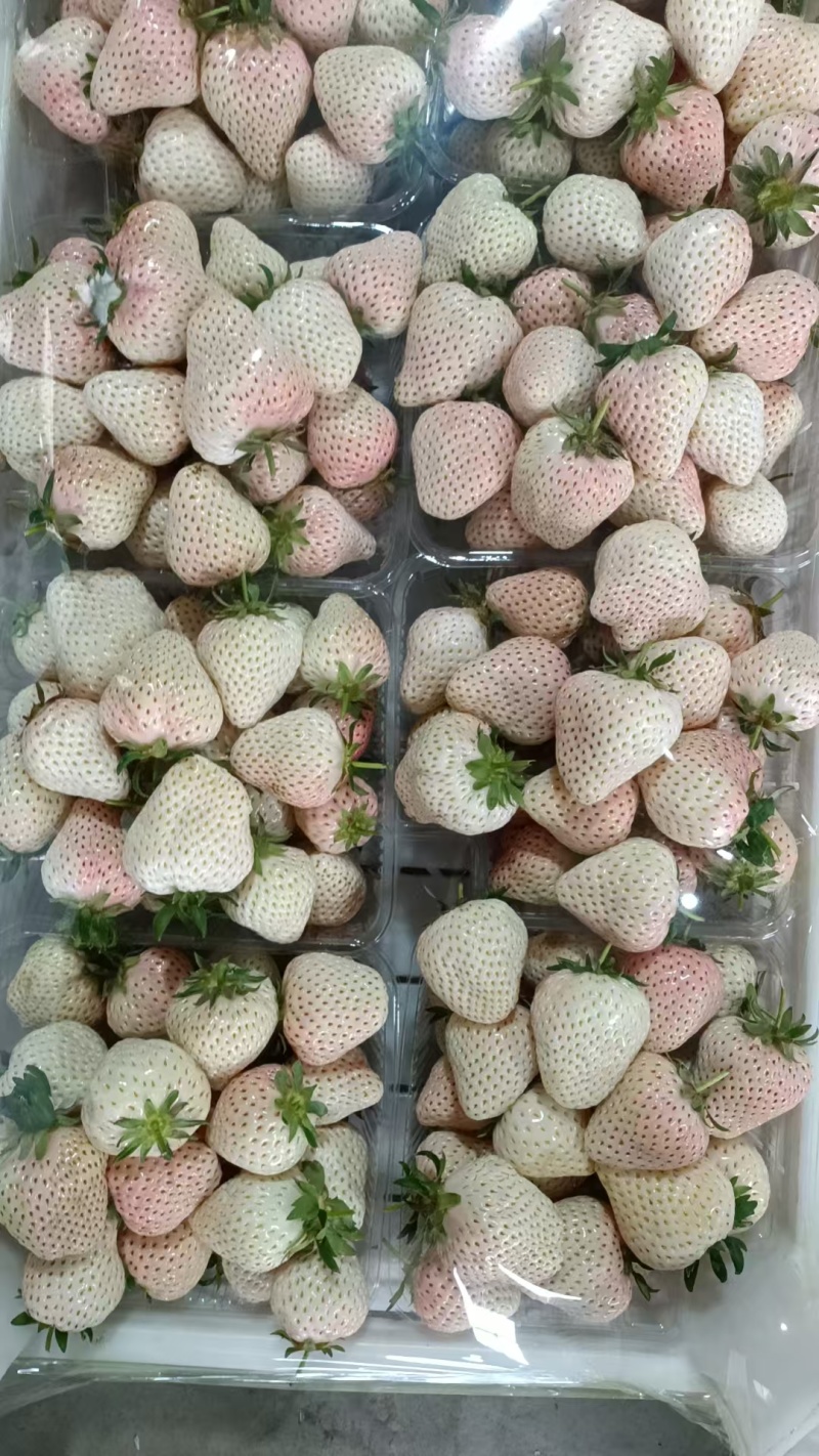 山东平度精品奶油草莓/口感好/耐储存/耐运输/量大价优