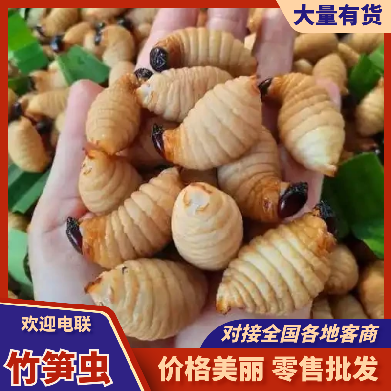 竹笋虫批发/可常年供应/真空包装/量大有优惠/欢迎洽谈合作