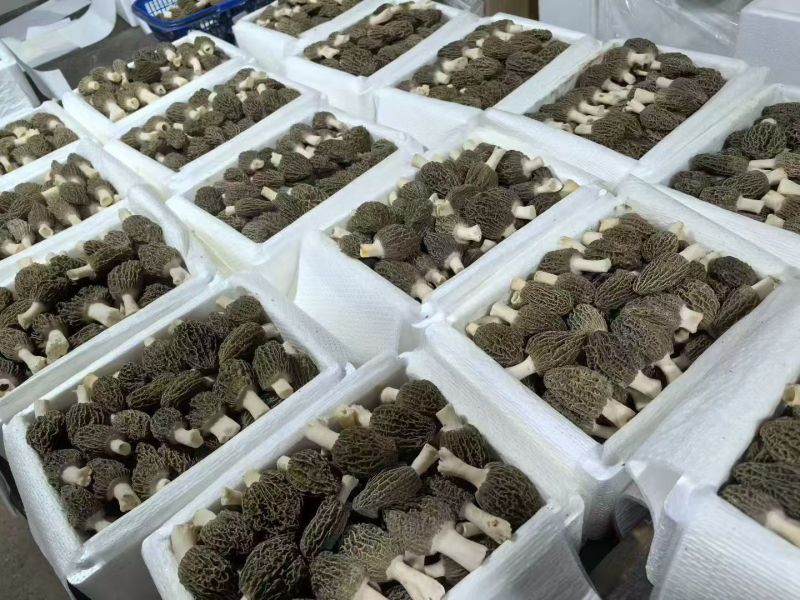 新鲜羊肚菌直销批发送礼盒包邮