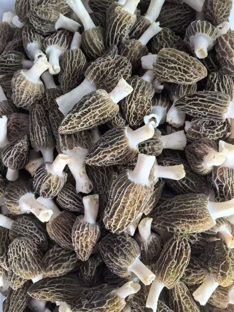 新鲜羊肚菌直销批发送礼盒包邮