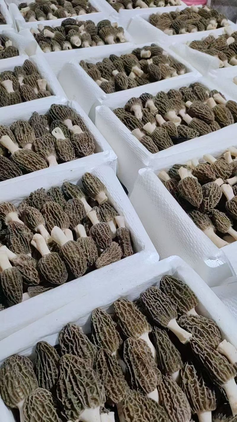 新鲜羊肚菌直销批发送礼盒包邮