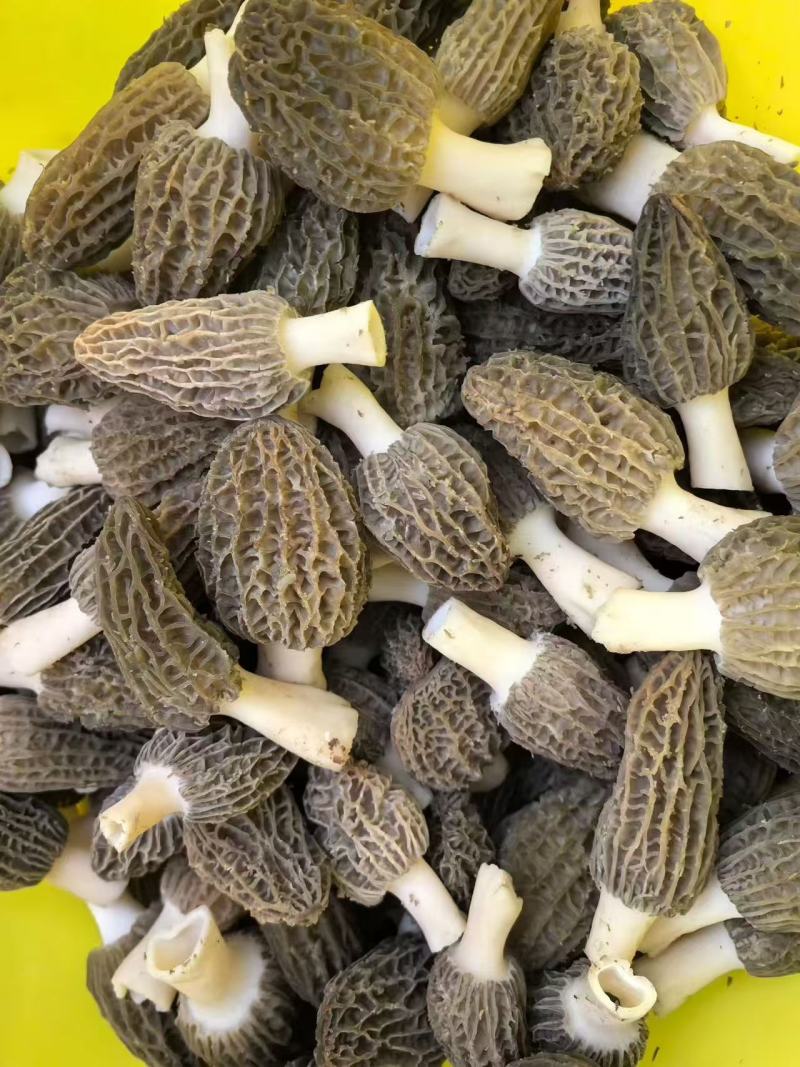 新鲜羊肚菌直销批发送礼盒包邮