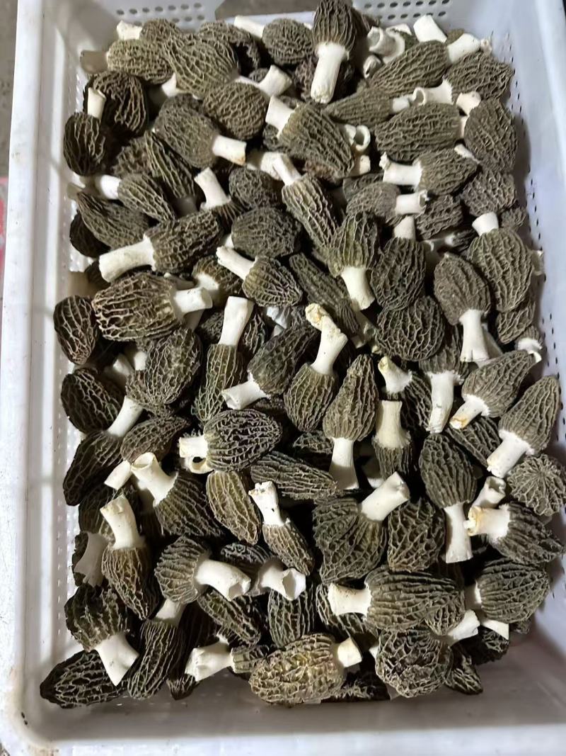 新鲜羊肚菌直销批发送礼盒包邮