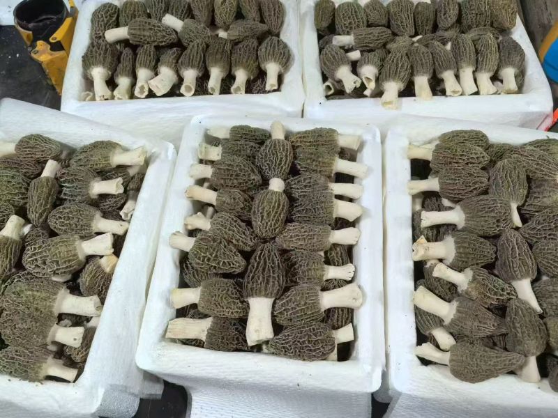 新鲜羊肚菌直销批发送礼盒包邮