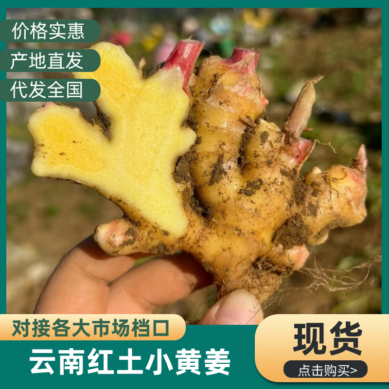 《云南小黄姜》红土小黄姜【批发商超电商】现挖现发