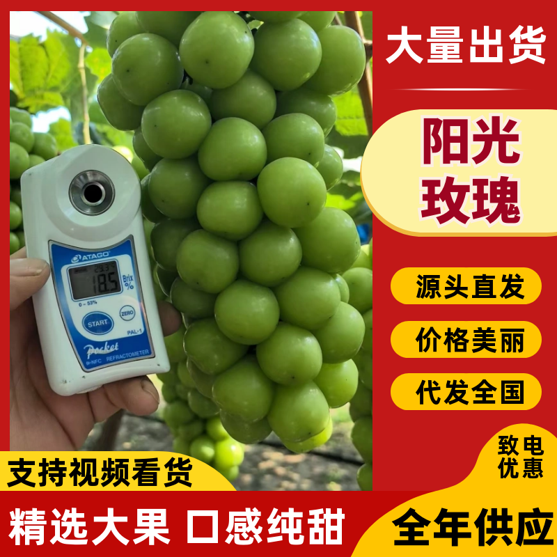 葡萄/阳光玫瑰/种植基地直供/对接批发市场采购代办代收