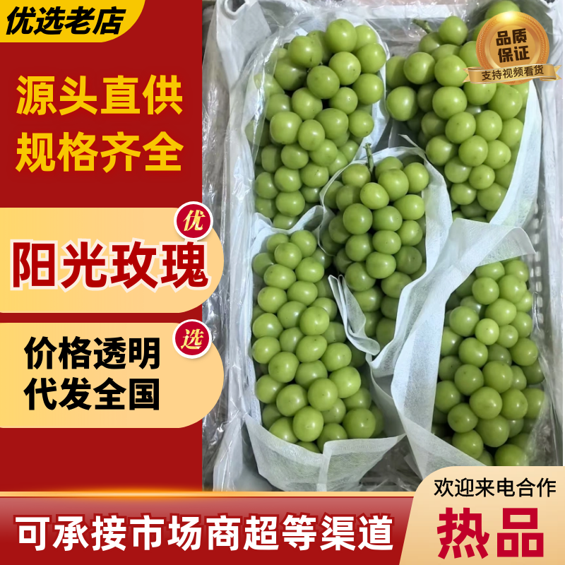 葡萄/阳光玫瑰/种植基地直供/对接批发市场采购代办代收