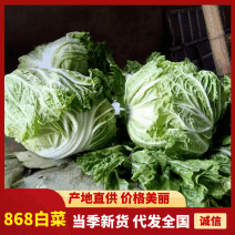 【大量供应】大白菜868白菜入冷库可以走市场批发价格