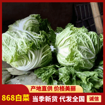 【大量供应】大白菜868白菜入冷库可以走市场批发价格