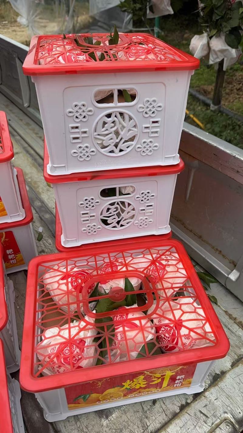 四川耙耙柑基地直供大量有货全国发货装车一条龙服务，欢迎咨