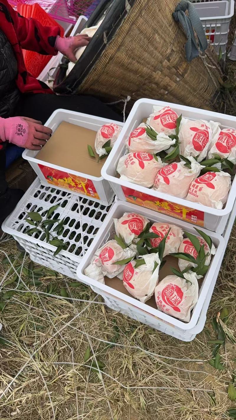 四川耙耙柑基地直供大量有货全国发货装车一条龙服务，欢迎咨