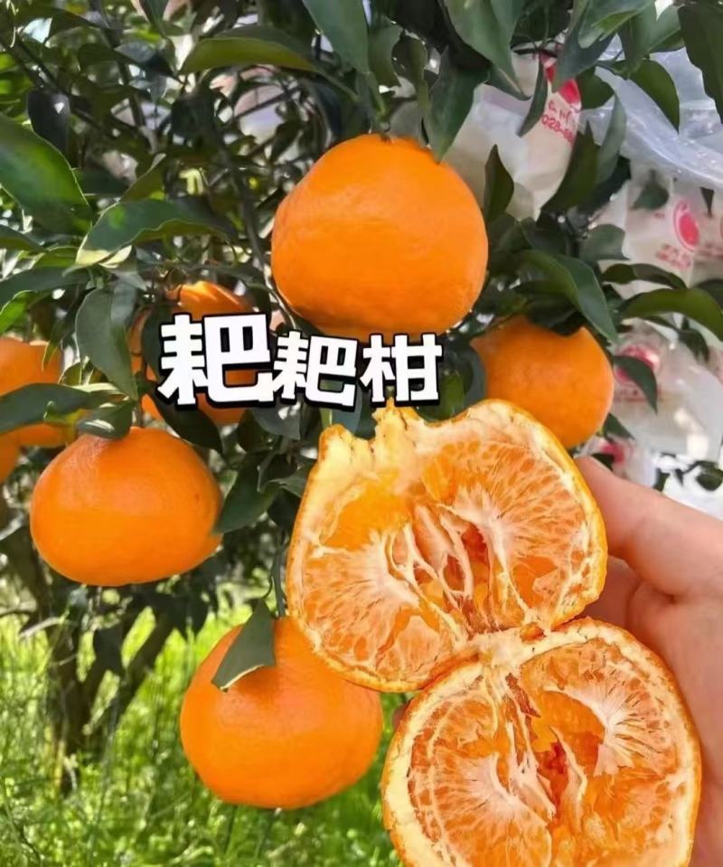 四川耙耙柑基地直供大量有货全国发货装车一条龙服务，欢迎咨