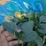 【热卖】趴地菠菜菠菜产地直发保质保量量大优惠