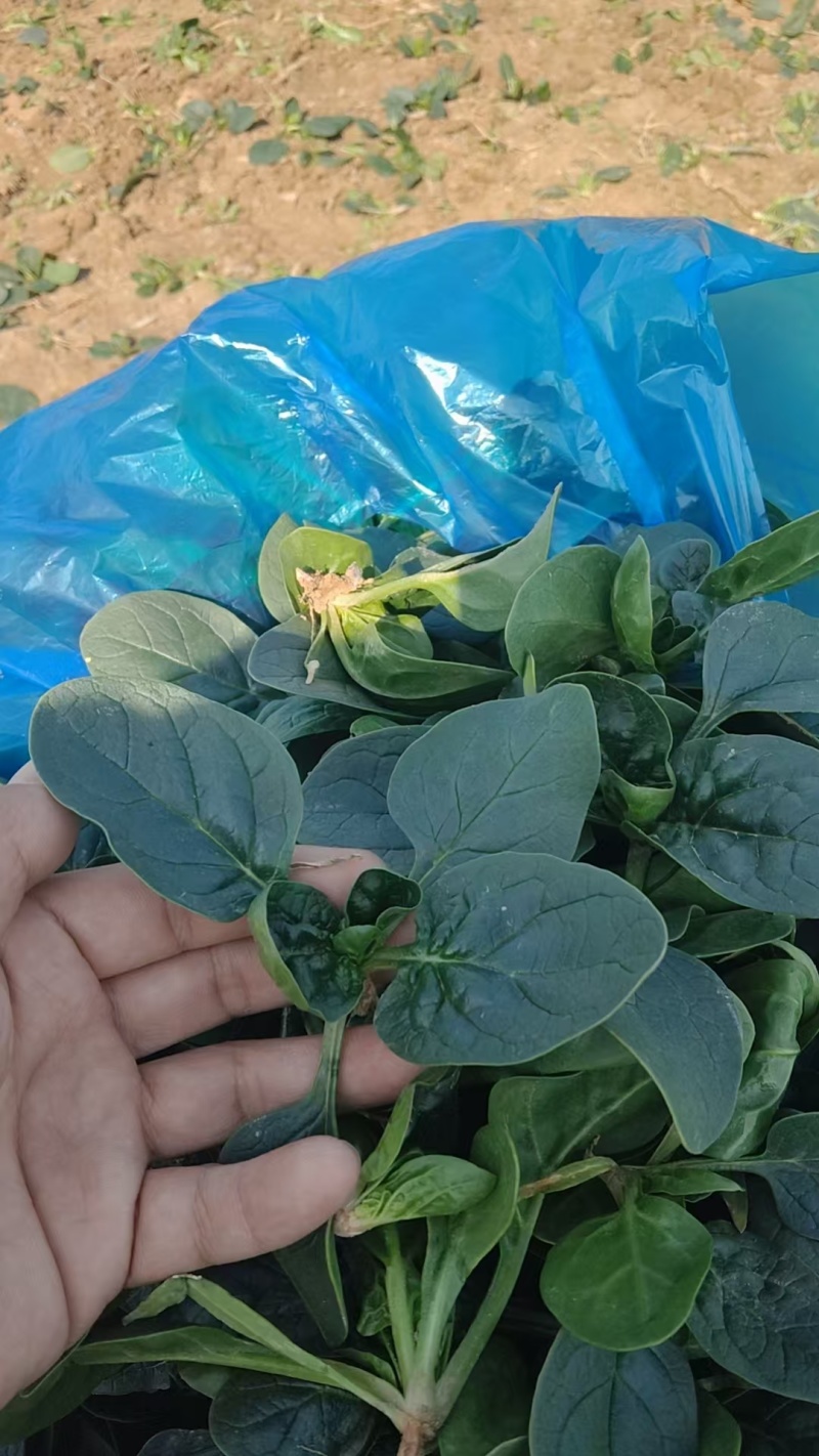 【热卖】趴地菠菜菠菜产地直发保质保量量大优惠