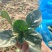【热卖】趴地菠菜菠菜产地直发保质保量量大优惠