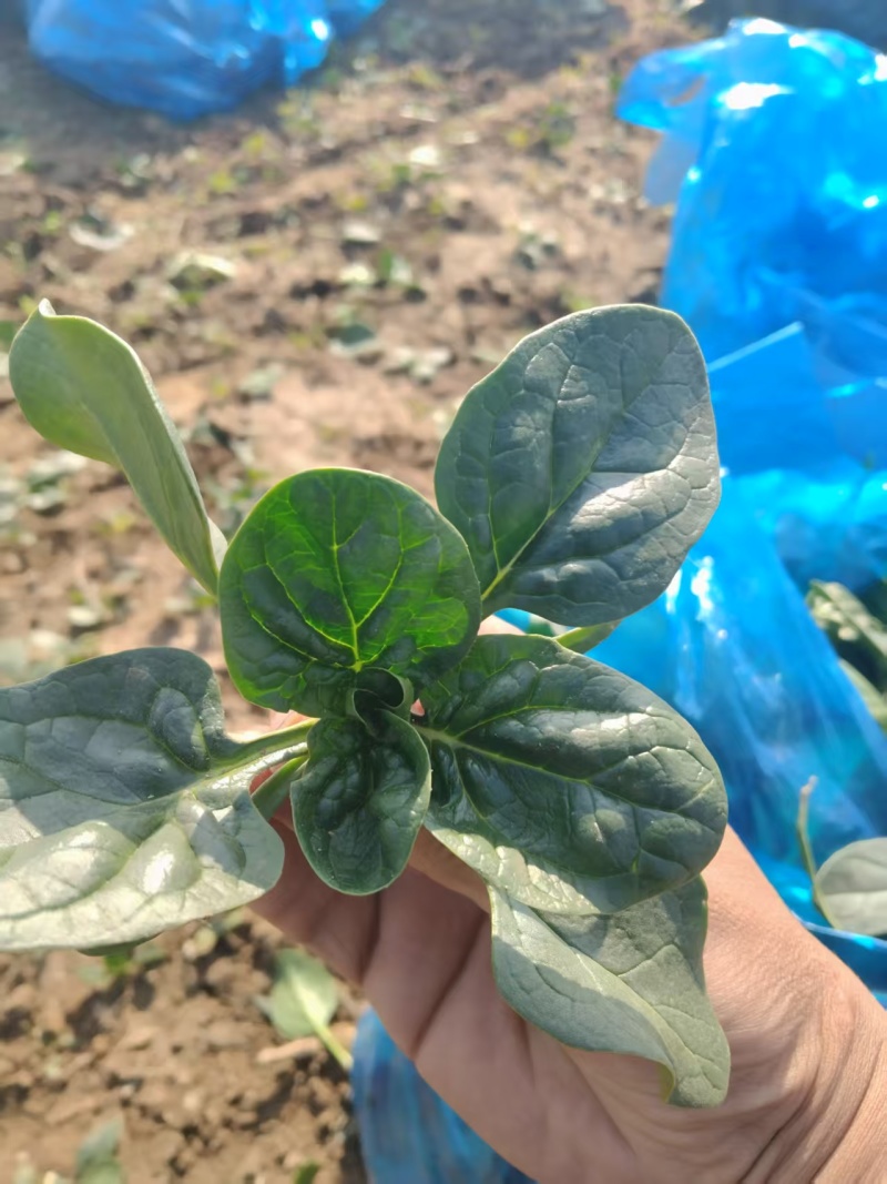 【热卖】趴地菠菜菠菜产地直发保质保量量大优惠