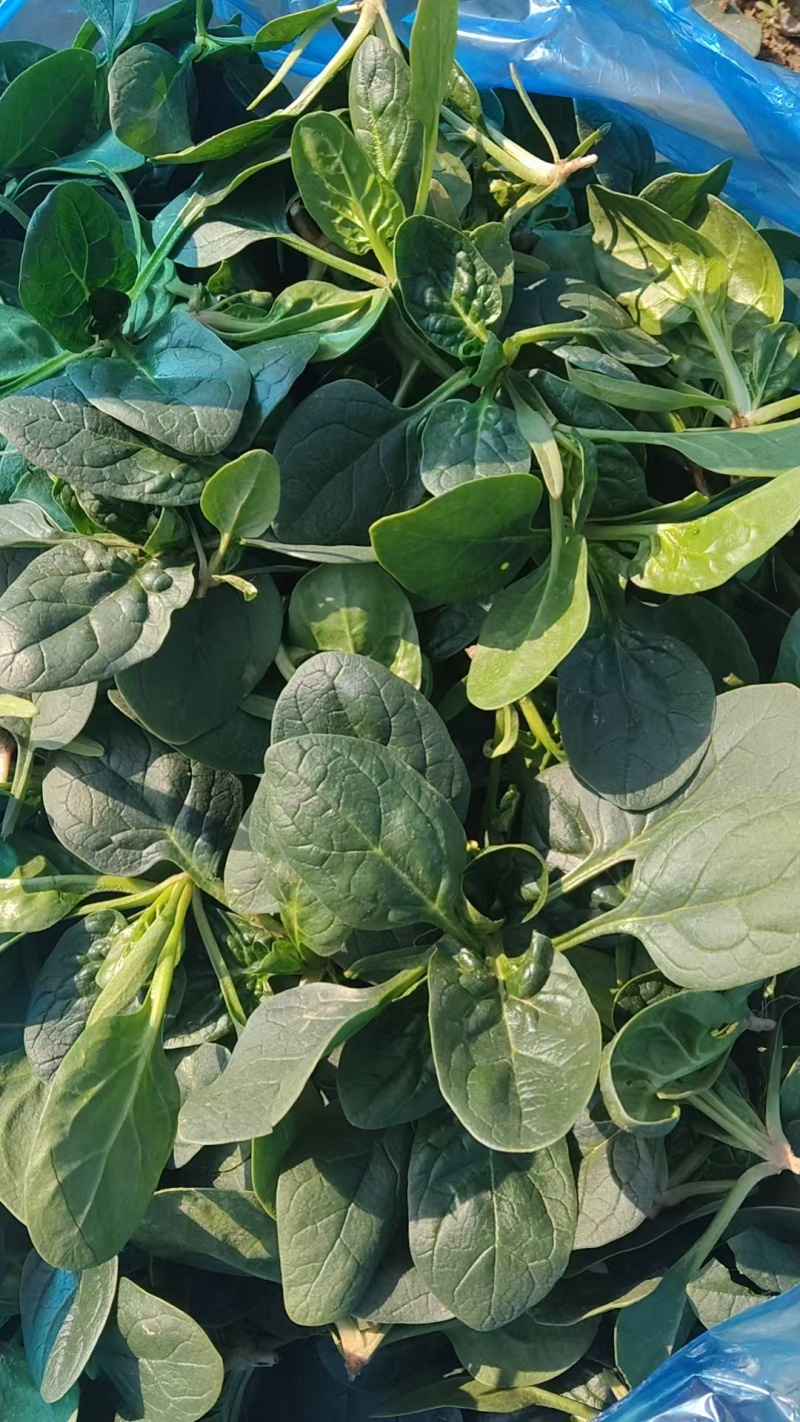 【热卖】趴地菠菜菠菜产地直发保质保量量大优惠