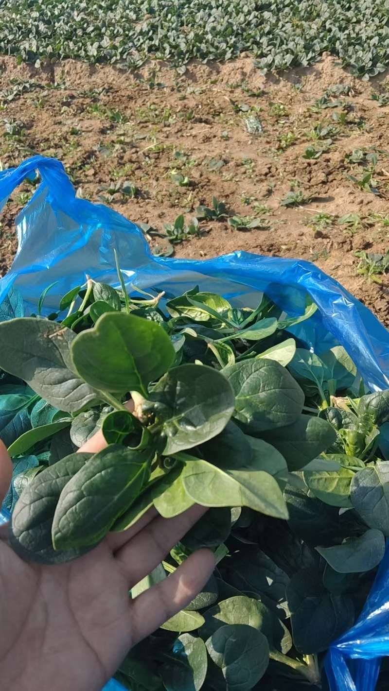 【热卖】趴地菠菜菠菜产地直发保质保量量大优惠