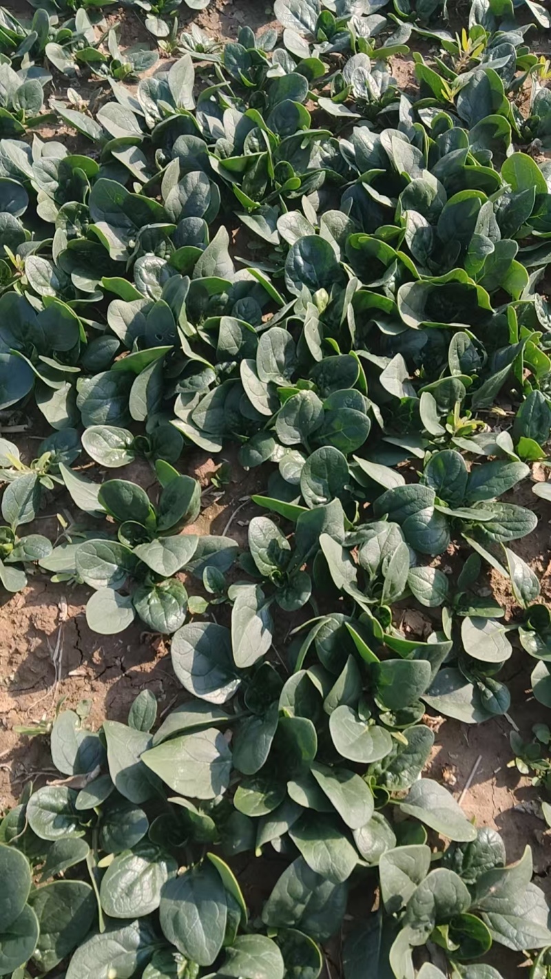 【热卖】趴地菠菜菠菜产地直发保质保量量大优惠