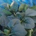 【热卖】趴地菠菜菠菜产地直发保质保量量大优惠