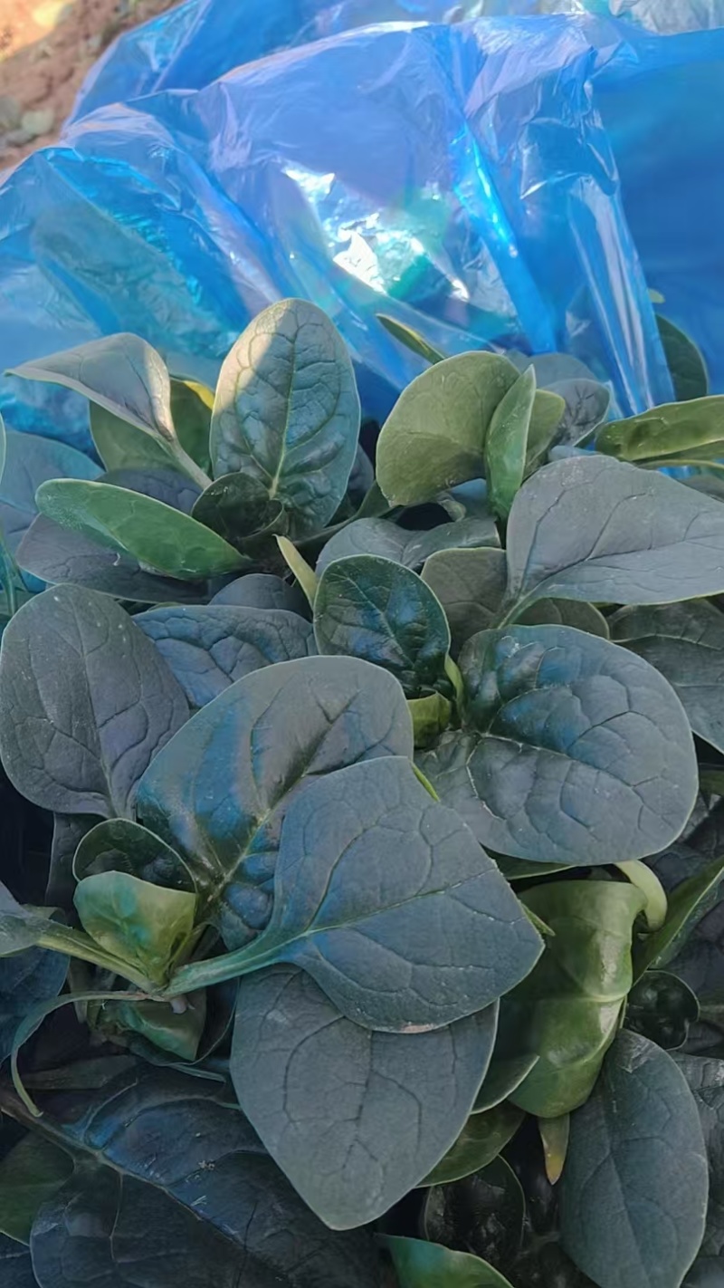 【热卖】趴地菠菜菠菜产地直发保质保量量大优惠