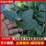 趴地菠菜精品菠菜产地直发货源充足对接全国市场