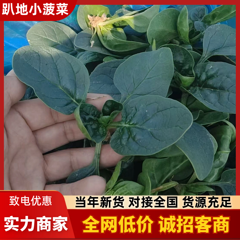 趴地菠菜精品菠菜产地直发货源充足对接全国市场