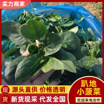 【热卖】趴地菠菜菠菜产地直发保质保量量大优惠