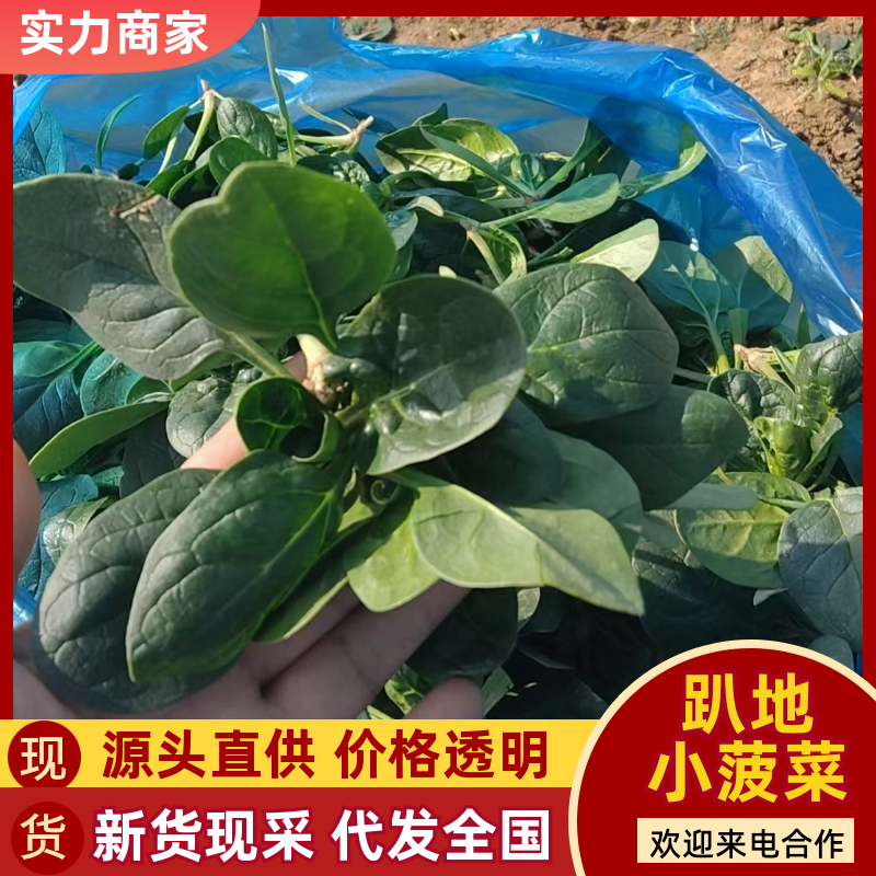 【热卖】趴地菠菜菠菜产地直发保质保量量大优惠