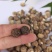 珍珠菇迷你小干香菇小个小香菇干货西峡香菇散装商用批发