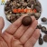 珍珠菇迷你小干香菇小个小香菇干货西峡香菇散装商用批发