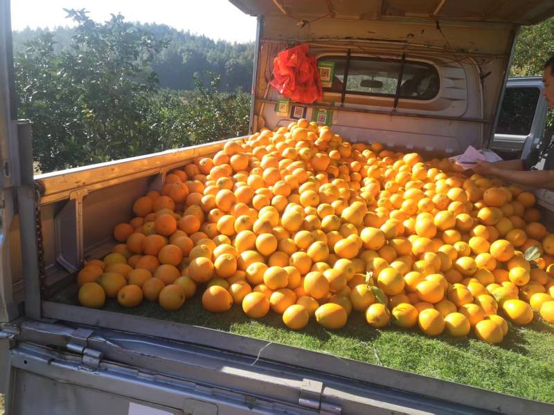 【一手货源】湖南纽荷尔脐橙大量现货批发电商团购