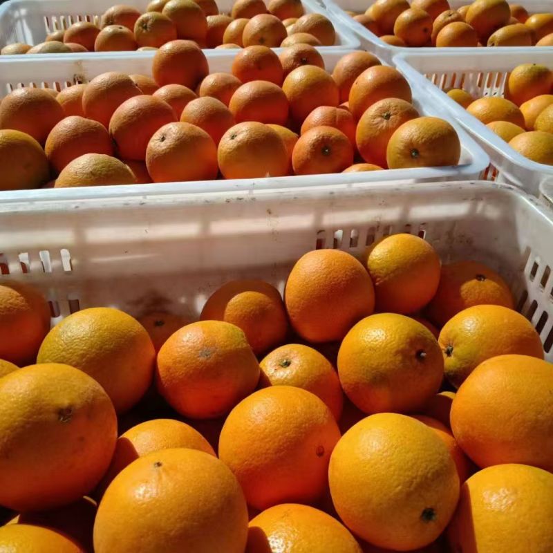 【一手货源】湖南纽荷尔脐橙大量现货批发电商团购