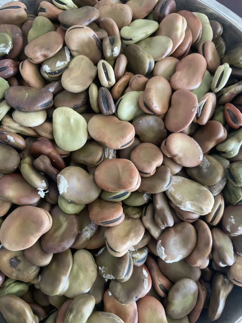 蚕豆基地直发，品质保证（量大从优）欢迎来电洽谈咨询
