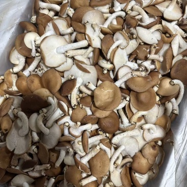 小香菌批发