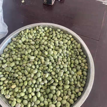 绿皮绿心黄豆大量现货供应（诚信经营）可视频看货价格可谈