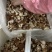 小香菌批发