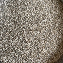芝麻品质保证大量供应（价格可谈）视频看货量大从优代发全国