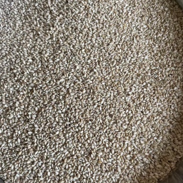 芝麻品质保证大量供应（价格可谈）视频看货量大从优代发全国