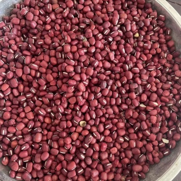 赤豆红豆基地直发（一手货源）量大从优，欢迎来电洽谈合作